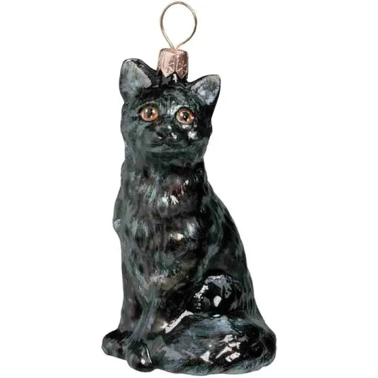 American Shorthair Black
