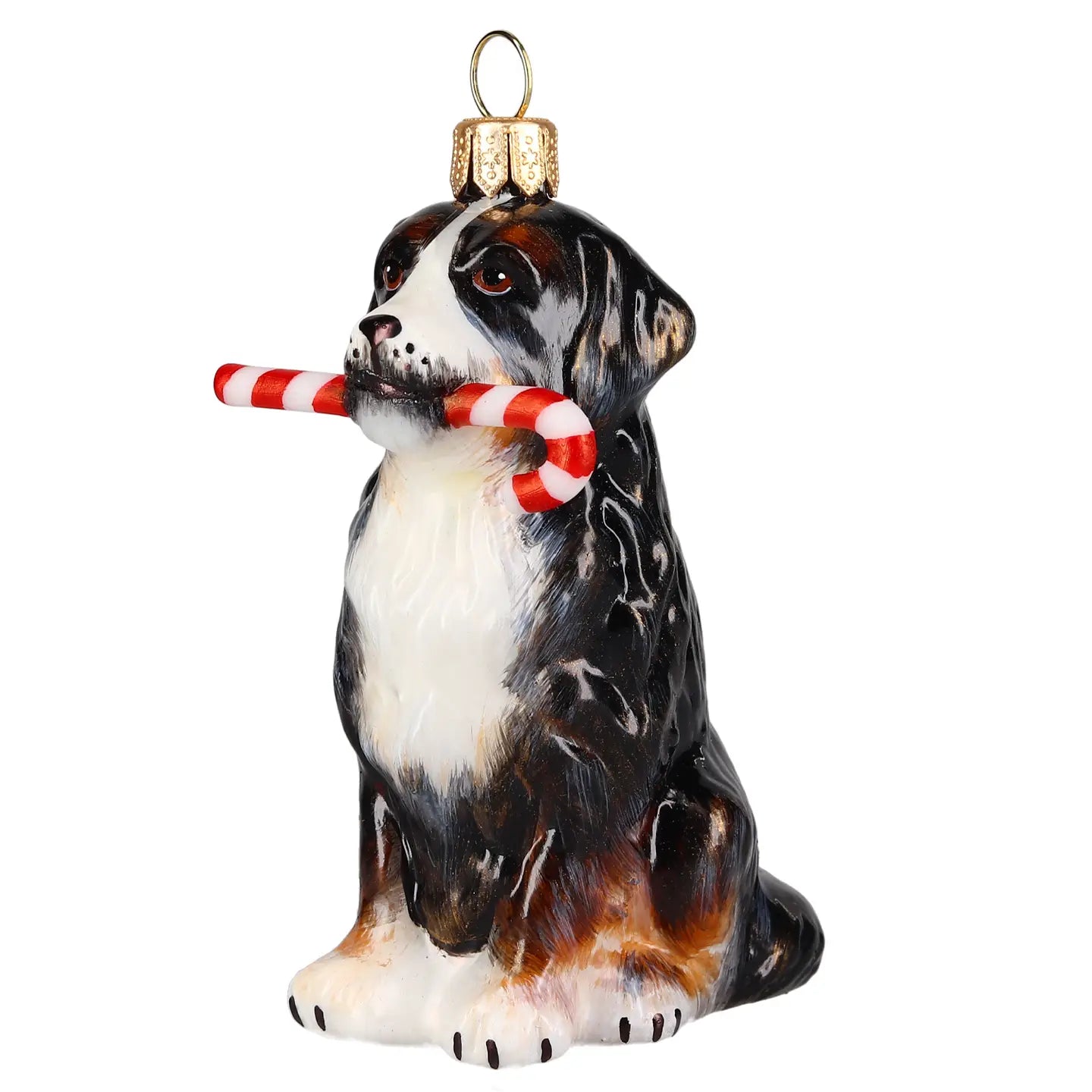 Bernese Mountain Dog with Candy Cane