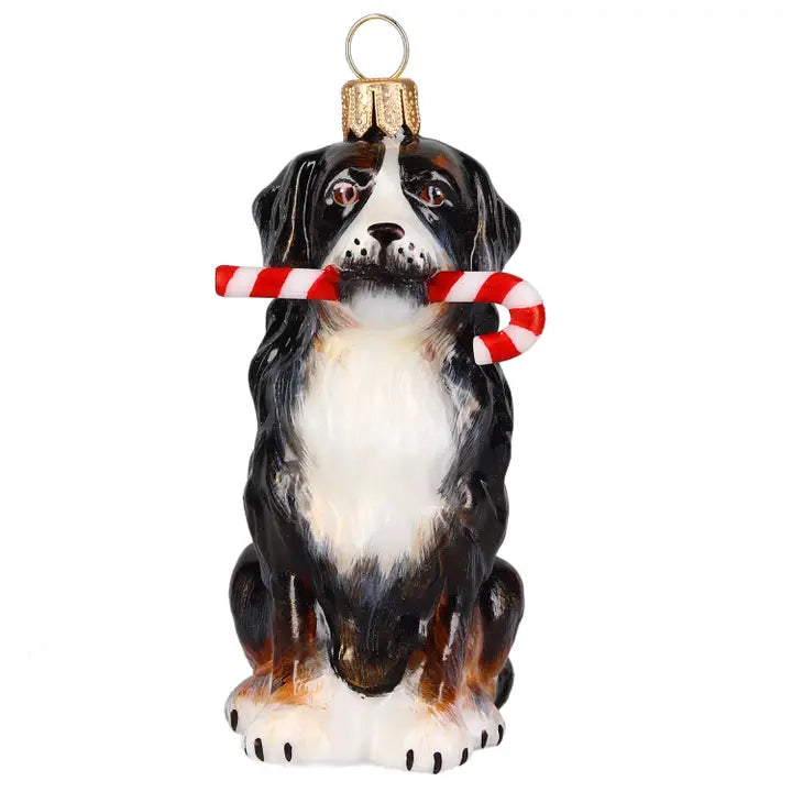 Bernese Mountain Dog with Candy Cane glass ornaments for holiday décor and seasonal displays.